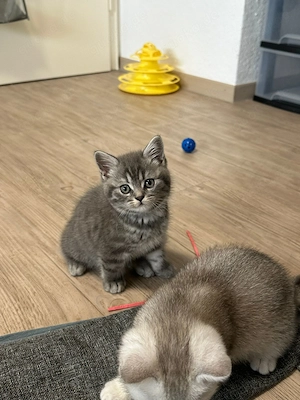 Abgabebereit! Britisch Kurzhaar Kitten 