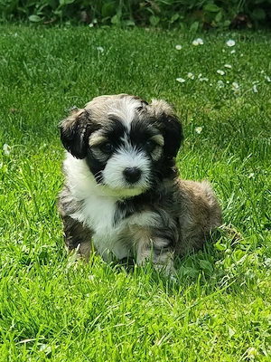Havaneser - Maltipoo - Mix -Welpe