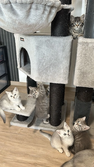 Abgabebereit! Britisch Kurzhaar Kitten 