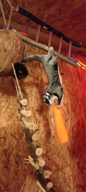  Schweren Herzens abzugeben: Eingespielte Sugar Glider Familie (3 Tiere) sucht erfahrenes Zuhause!