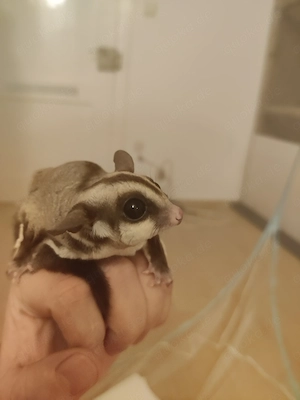  Schweren Herzens abzugeben: Eingespielte Sugar Glider Familie (3 Tiere) sucht erfahrenes Zuhause!