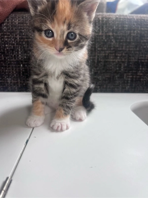 Maine Coon Mix Kitten 