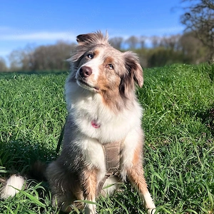Verschmuste und sensible Nala wartet in 46354 Südlohn.