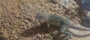 Halsbandleguan Wichita Mountains