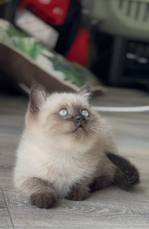 BKH Kater Colourpoint 