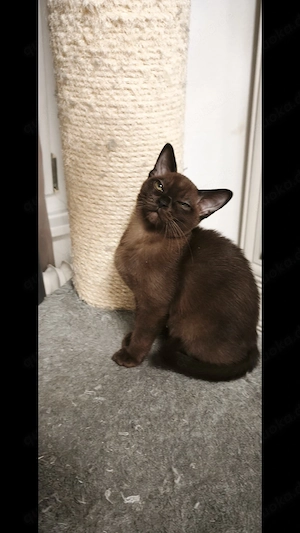 Burma Katzen