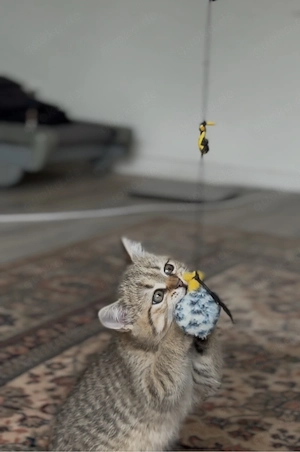 BKH Mädchen in Golden Tabby 