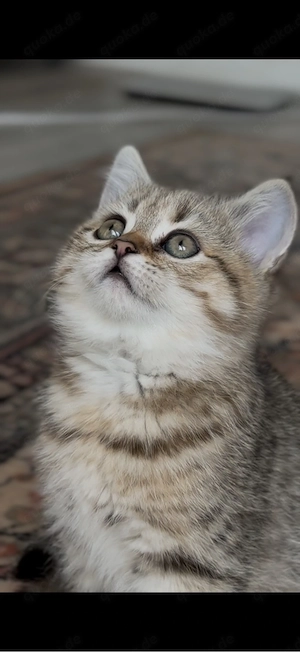 BKH Mädchen in Golden Tabby 