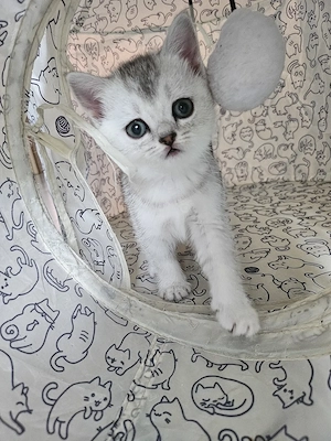 Vermittlung unserer BKH Kitten 