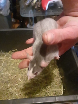 Rattenbabys abzugeben