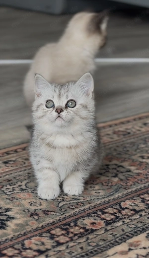 BKH Junge Silver Tabby Shaded 