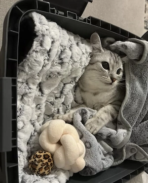 Liebe Tabby-Katze abzugeben