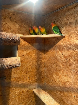 Agaponieden, kleinen Papageien 