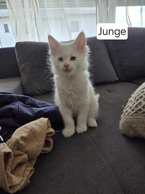 Maine Coon Kitten