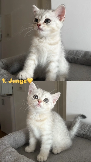 BKH Kitten ab Juli abzugeben
