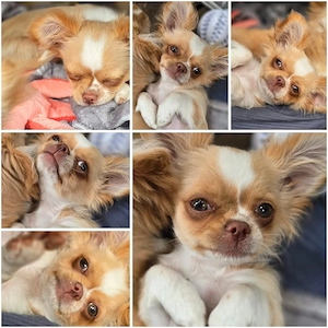 Chihuahua Welpe