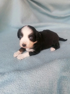 2 bezaubeernde Mini Aussiewelpen, aus serioser Zucht!