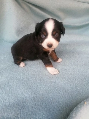 2 bezaubernde MINI Aussiewelpen, Hündin, top Verpaarg,aus seriöser Zucht!!