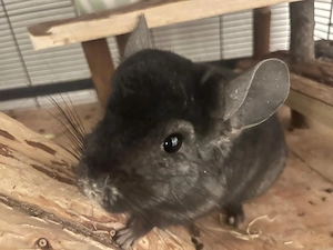 zuckersüßer Chinchilla 