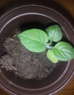Physalis in Bio erde zu verkaufen abzuholen in Westercelle kein Versand möglich Bezahlung vor Ort 