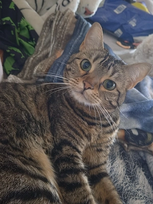 2 Maine coon kater 1 Bengal mix