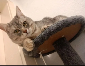 Silver Tabby sucht neues Zuhause
