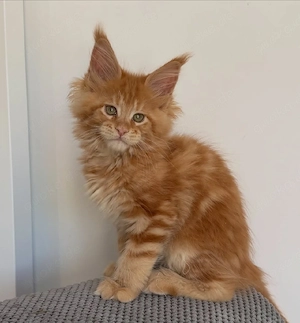 Zwei entzückende Maine-Coon-Kätzchen
