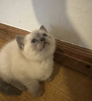 Babykatzen