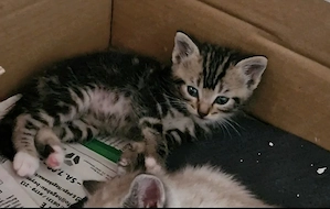 Wunderschöne Katzen.
