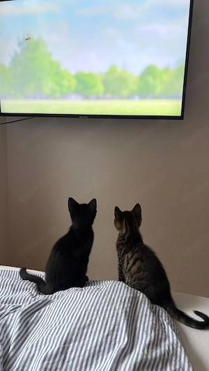 Tudexo kitten abzugeben