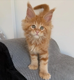 Gesunde und verspielte Maine-Coon-Kätzchen