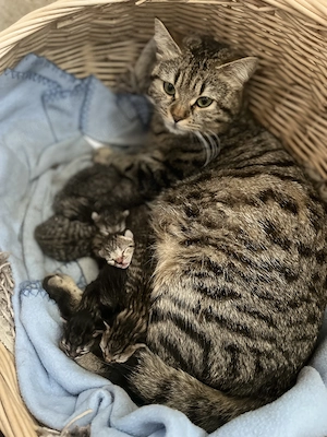 Kitte BKH Bengale