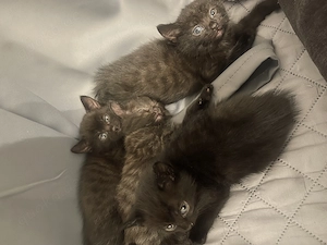  Süße EKH-Kitten suchen ein liebevolles Zuhause 