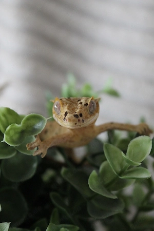 Kronengecko 1.0 mit Terrarium