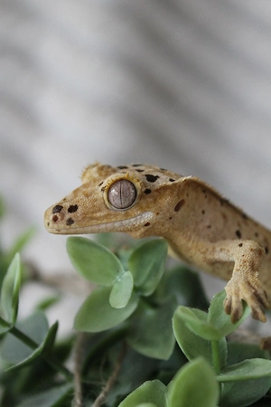 Kronengecko 1.0 mit Terrarium