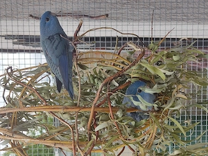 Katharinasittich in Blau von 26