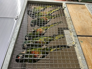 Rotrückenaras ZP