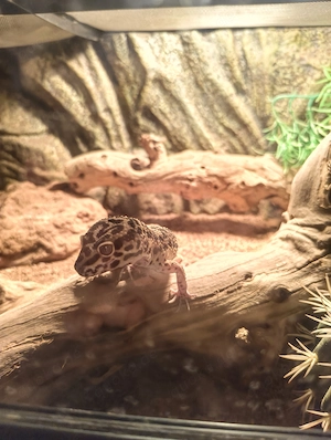 Leopardgecko mit Terrarium
