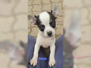 Gesunde Chihuahua-Welpen (Rüden & Hündinnen) suchen ein neues Zuhause