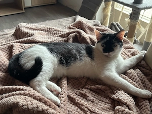 Katzen Mädchen ab zu geben 