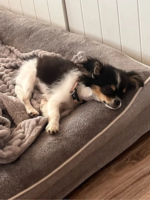 Chihuahua mix mädchen 18 wochen sucht neues zuhause 