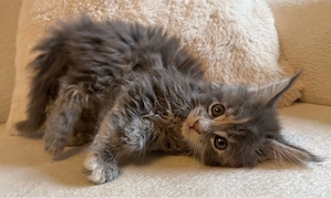 Traumhafte XXL Maine Coon Kitten Blue Tortie Silver Tabby Katze 