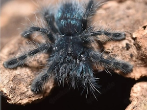 Caribena versicolor 