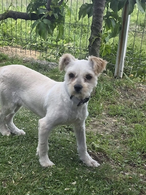 Manolo sucht dringend ein Zuhause 