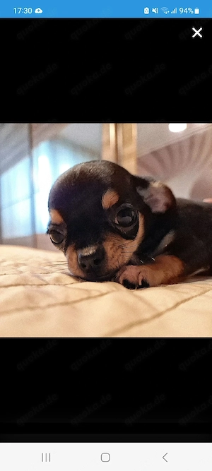 Chihuahua mini 