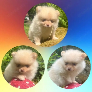 3 Wunderschöne Reinrassige Pomeranian Welpen 