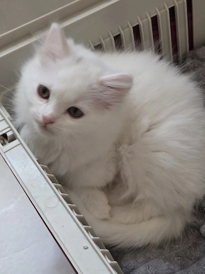 Katzenbabys 