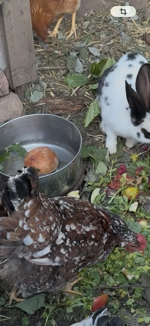 Reinrassiges schwedisches blumen huhn henne 