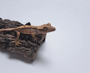 Kronengecko (Correlophus Ciliatus) Jungtier