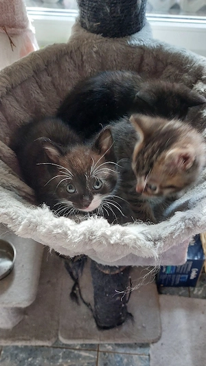 katzen baby